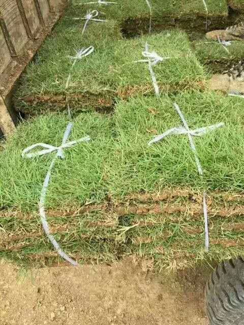 吉林滁州草坪实拍案例