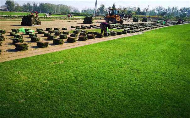 宜春滁州草坪种植施工